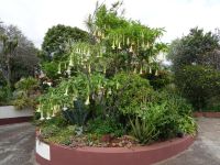 Trompetenbaum im Garten von Esmeralda