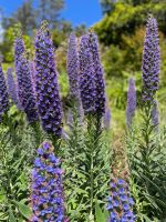 Natternköpfe am Wegesrand