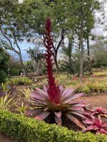 Bromelie in Madeiras Botanischem Garten