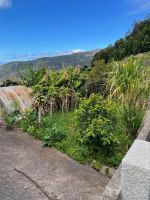 Kleine Obstplantage im Garten mit Bananen, Mango und Papaya