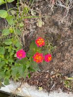 Wandelröschen neben den Levadas