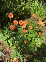 Dahlien im Palheiro Garden