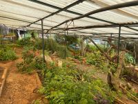 Esmeraldas Gewächshaus