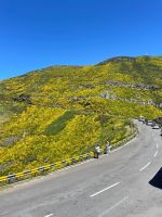 Ginsterbüsche färben die Berge gelb