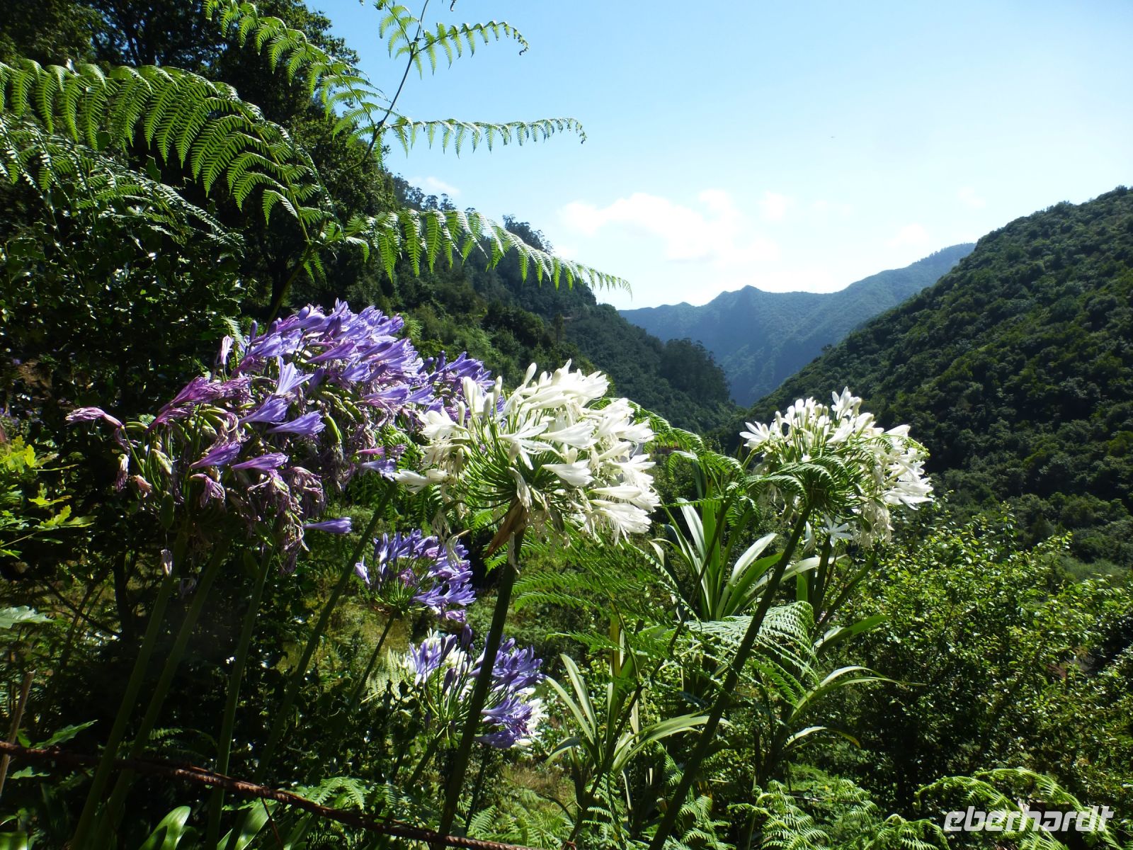 … und so sollen sie auch zu Hause blühen