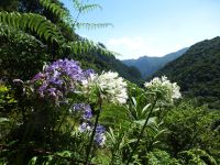 … und so sollen sie auch zu Hause blühen