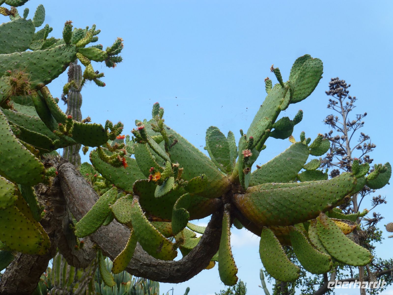 Der Botanische Garten zeigt auch Sukkulenten, die wie Skulpturen wirken