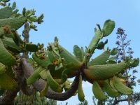 Der Botanische Garten zeigt auch Sukkulenten, die wie Skulpturen wirken