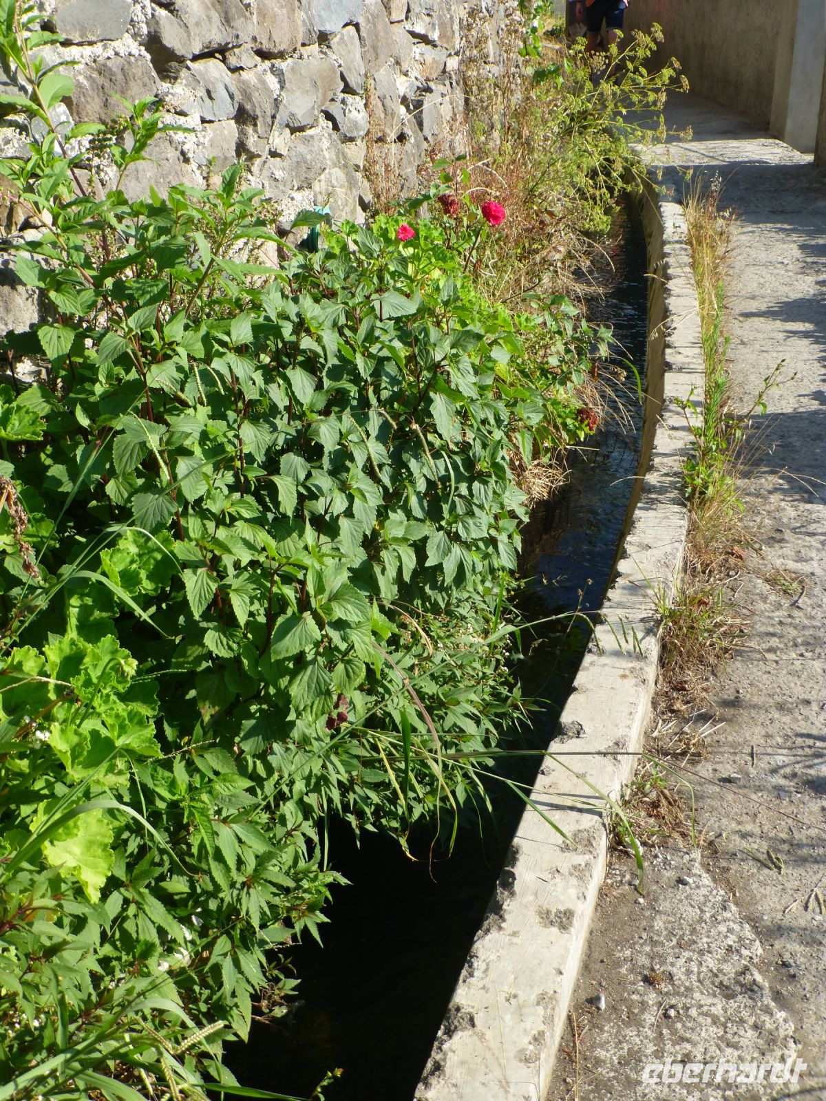 …und die Levada von Maroços weist den Weg