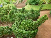 Pfauen, aus Buchsbaum geschnitten