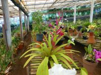 Die Orchideenzucht Quinta da Boa Vista…