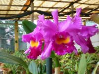 Die Cattleya
