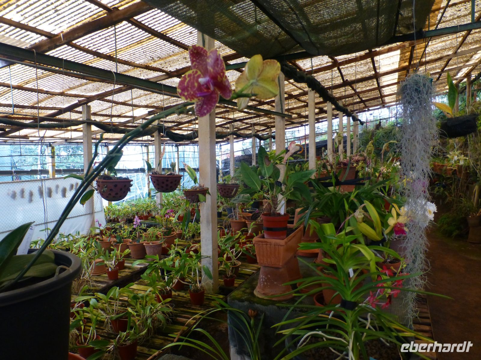 …ein Orchideenimperium 