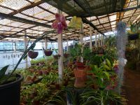 …ein Orchideenimperium 