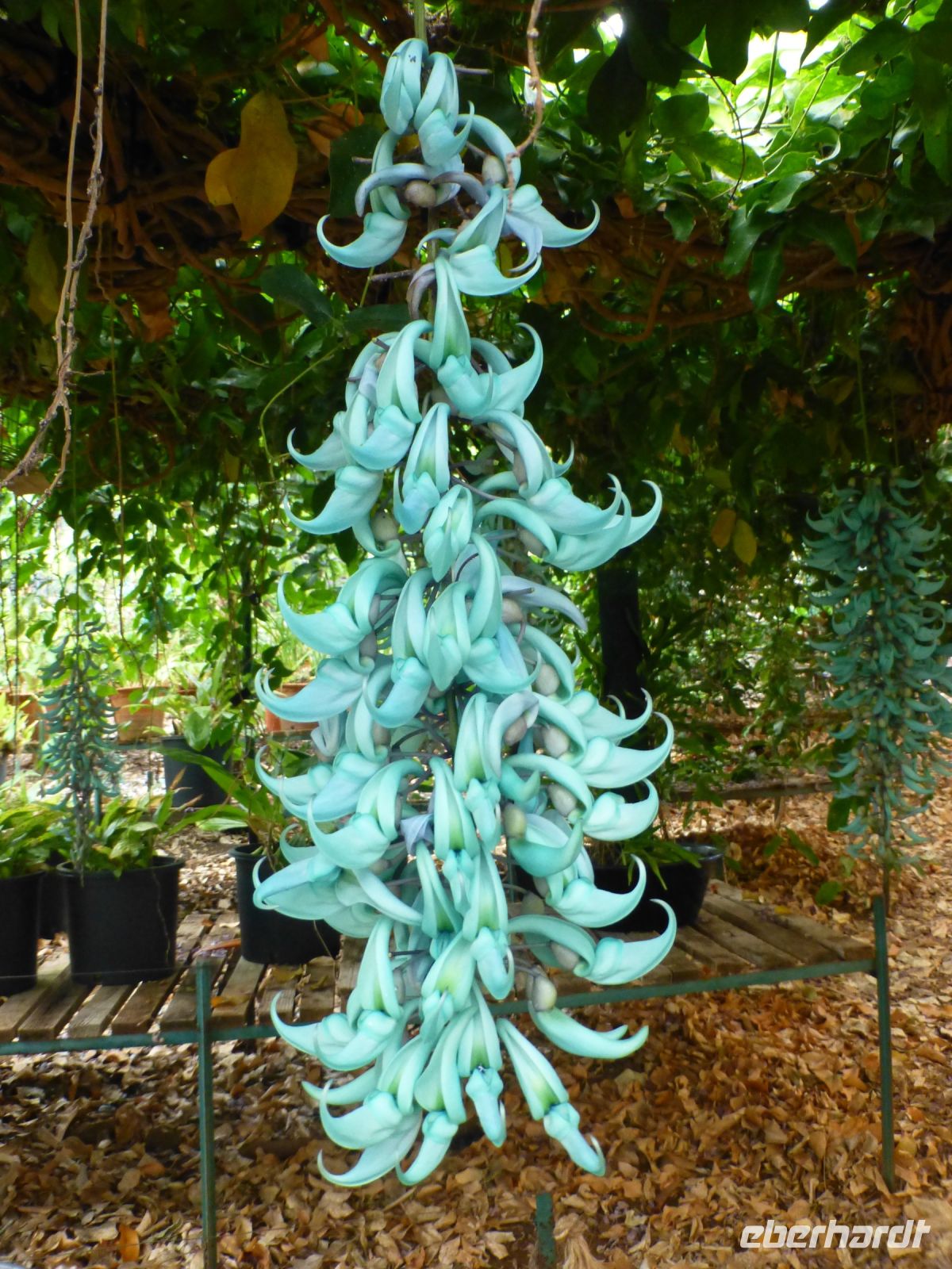 Sieht aus wie aus einem Science-Fiction-Film, ist aber echt