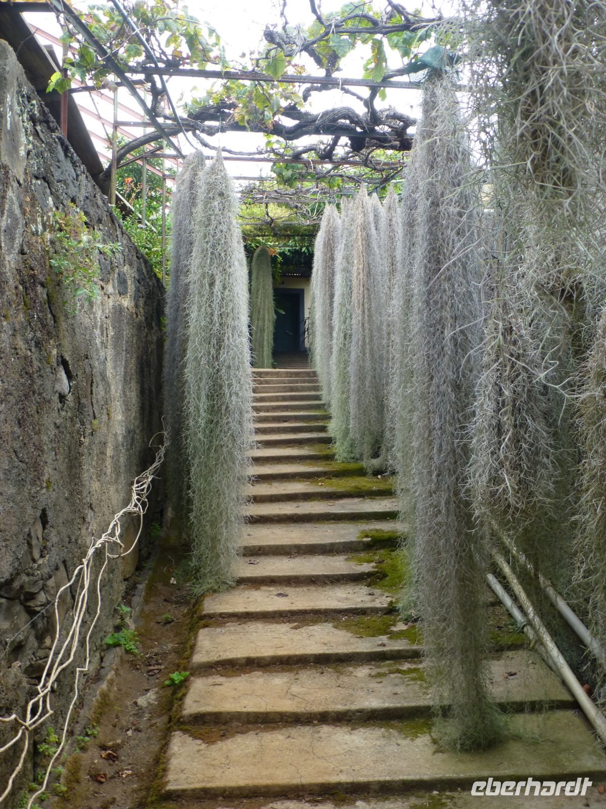 Der verwunschene Ausgang aus dem Orchideenparadies