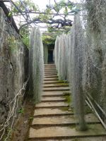 Der verwunschene Ausgang aus dem Orchideenparadies