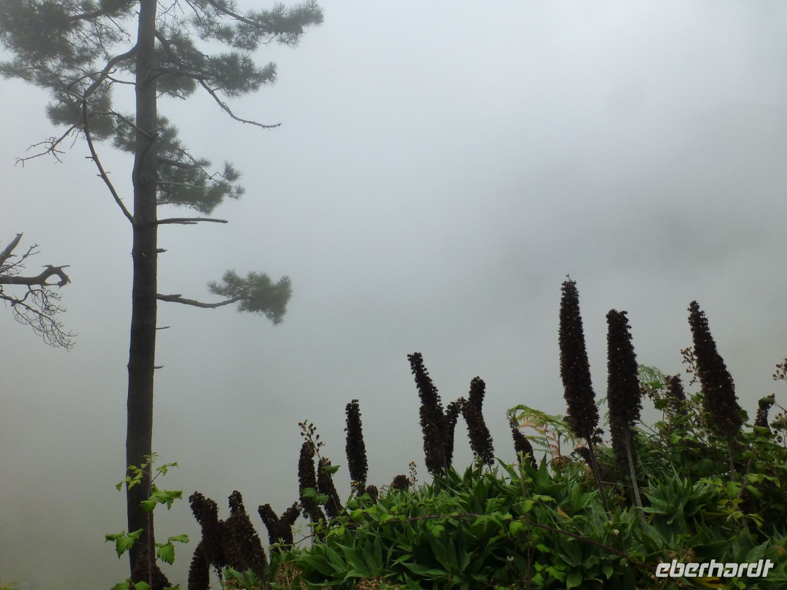Der Nebel lässt die Landschaft in einem anderen Licht erscheinen