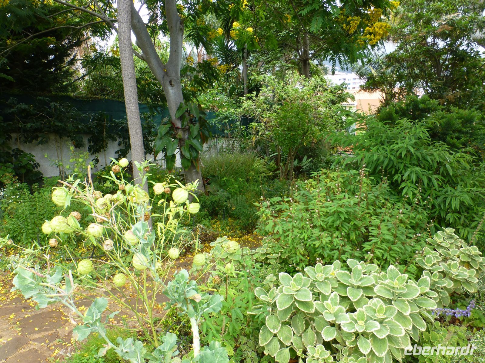 … sowie Heil- und Kräuterpflanzen