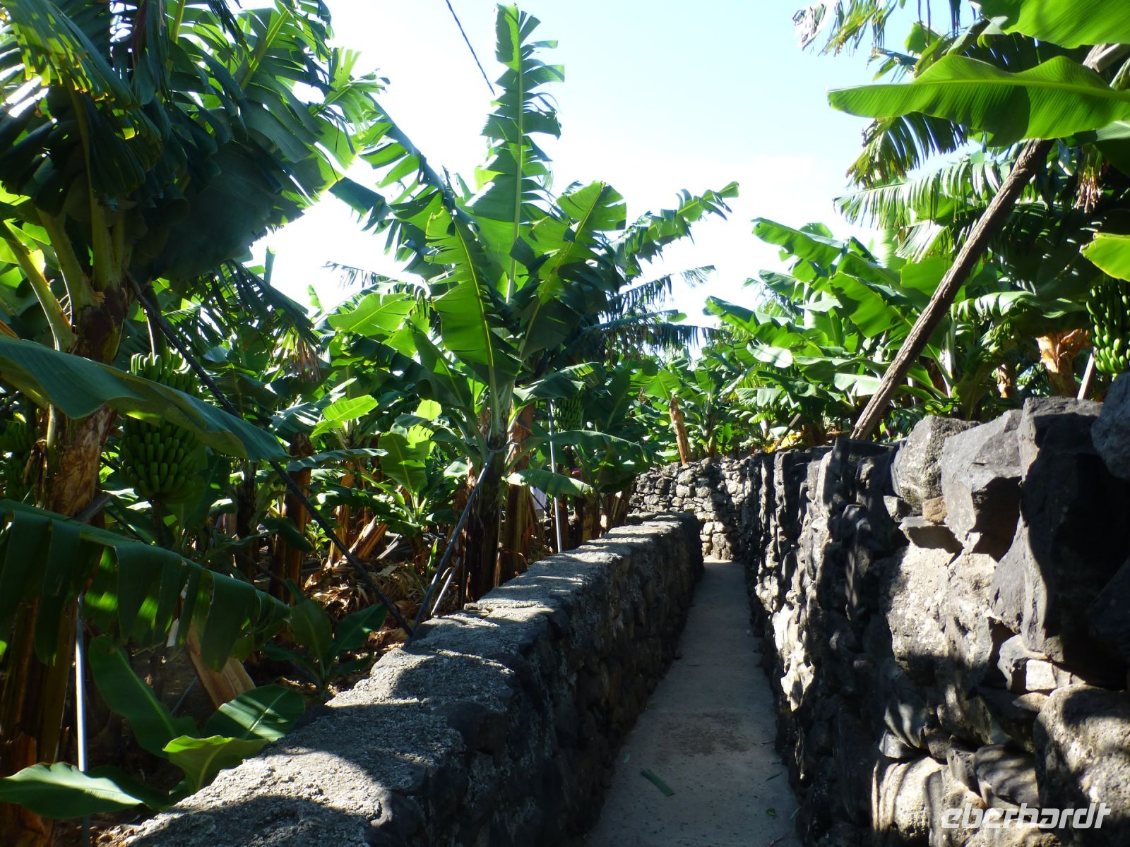 Rundweg durch die Bananenplantage in Madalena do Mar