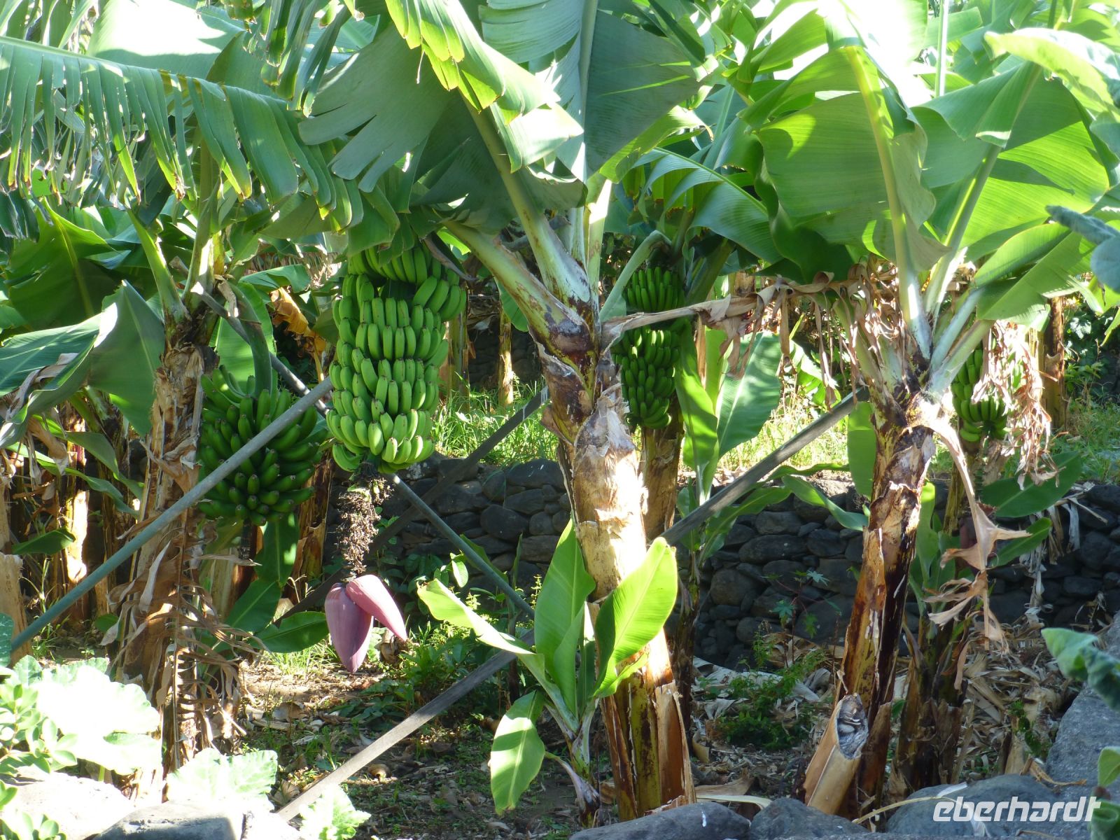 Eine Staude wiegt zwischen 35 und 80 kg…