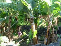 Eine Staude wiegt zwischen 35 und 80 kg…