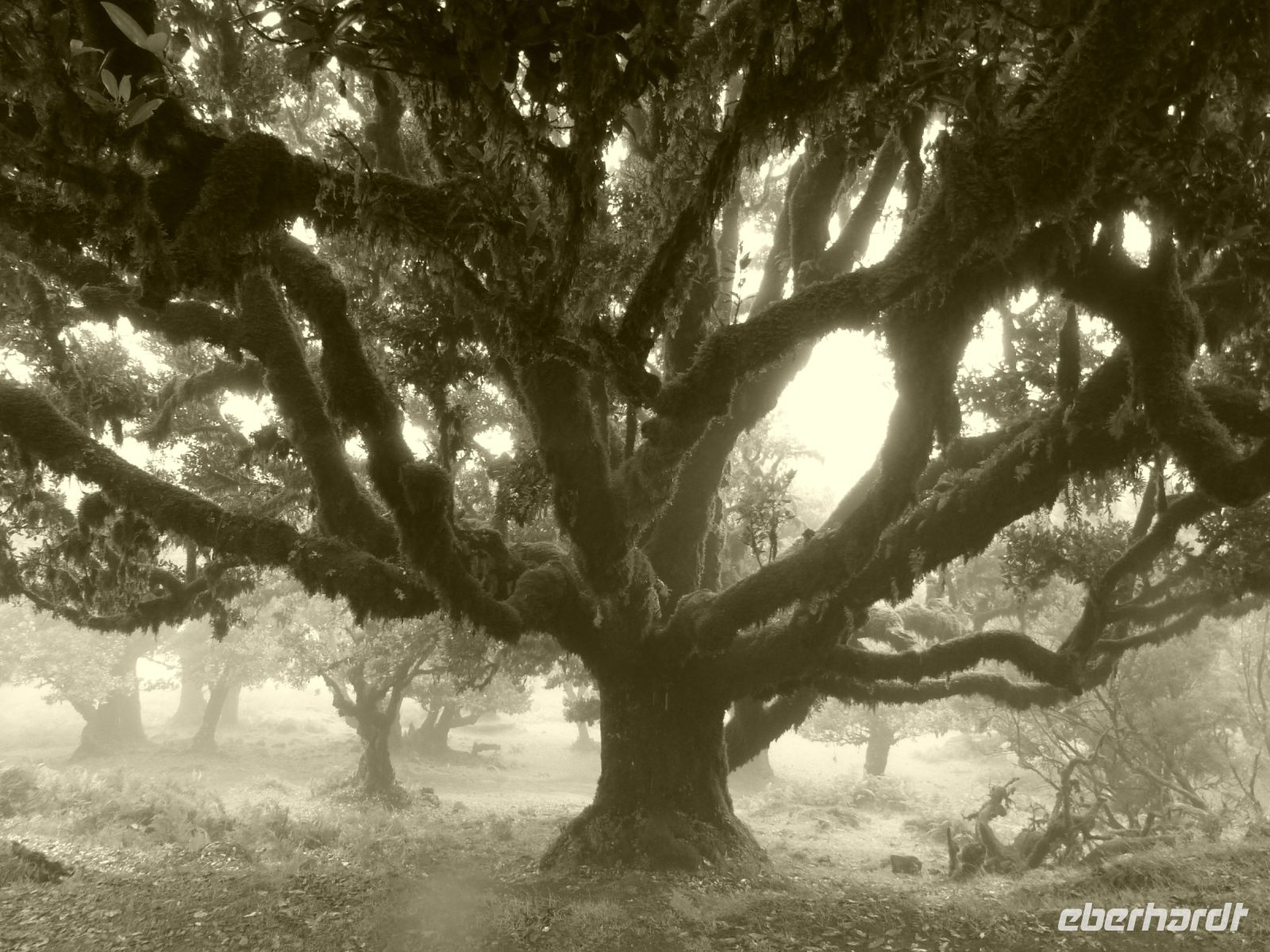 Der Lorbeerwald auf der Hochebene Paúl da Serra 