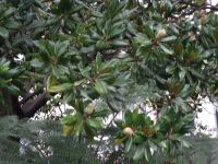 Funchal - Botanischer Garten, Magnolie