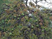 Funchal - Botanischer Garten, Avocado-Baum