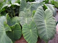 Funchal - Botanischer Garten, Yams Knolle