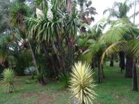 Funchal - Botanischer Garten