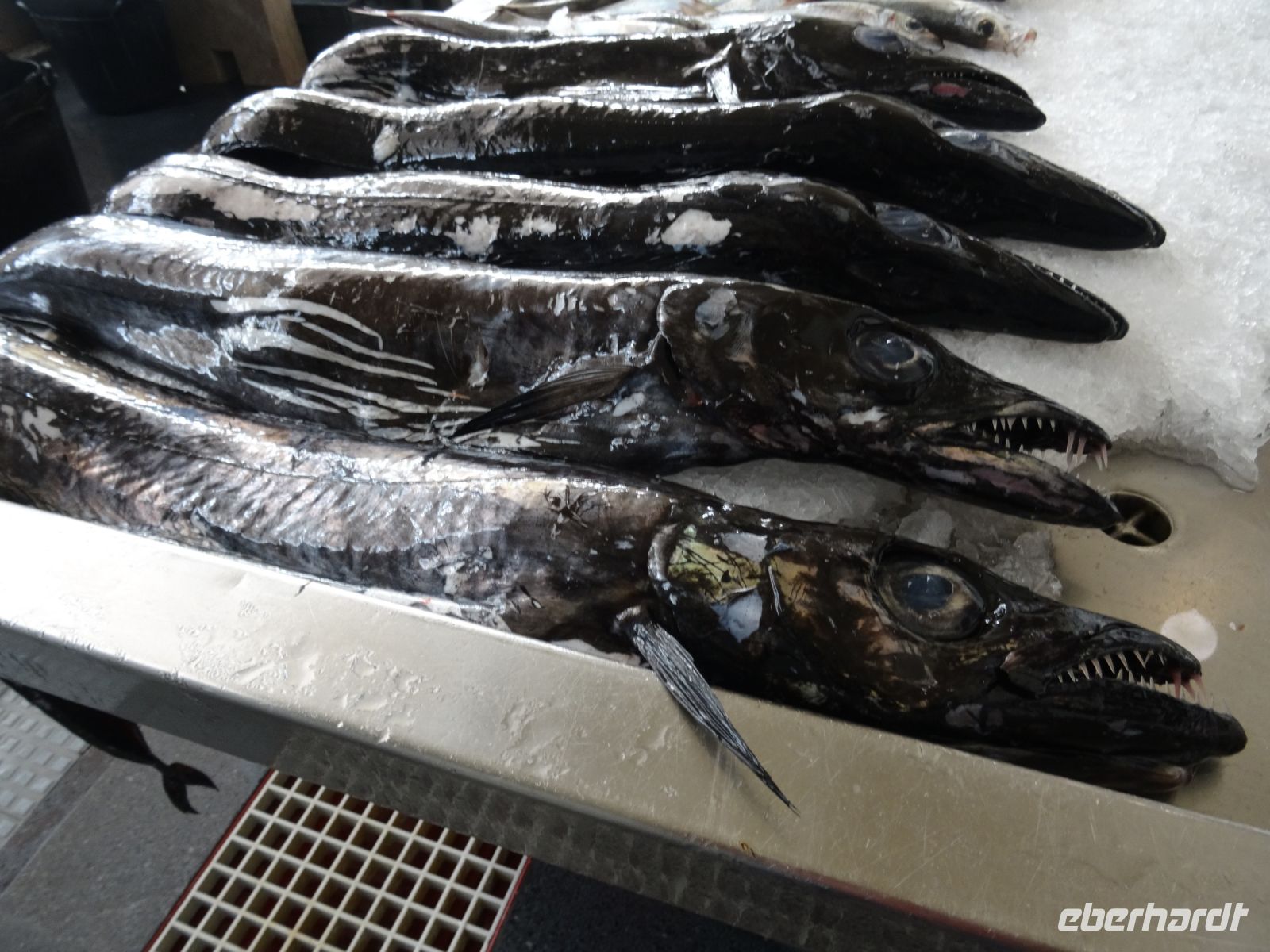 in der Markthalle von Funchal - schwarzer Degenfisch