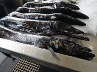 in der Markthalle von Funchal - schwarzer Degenfisch