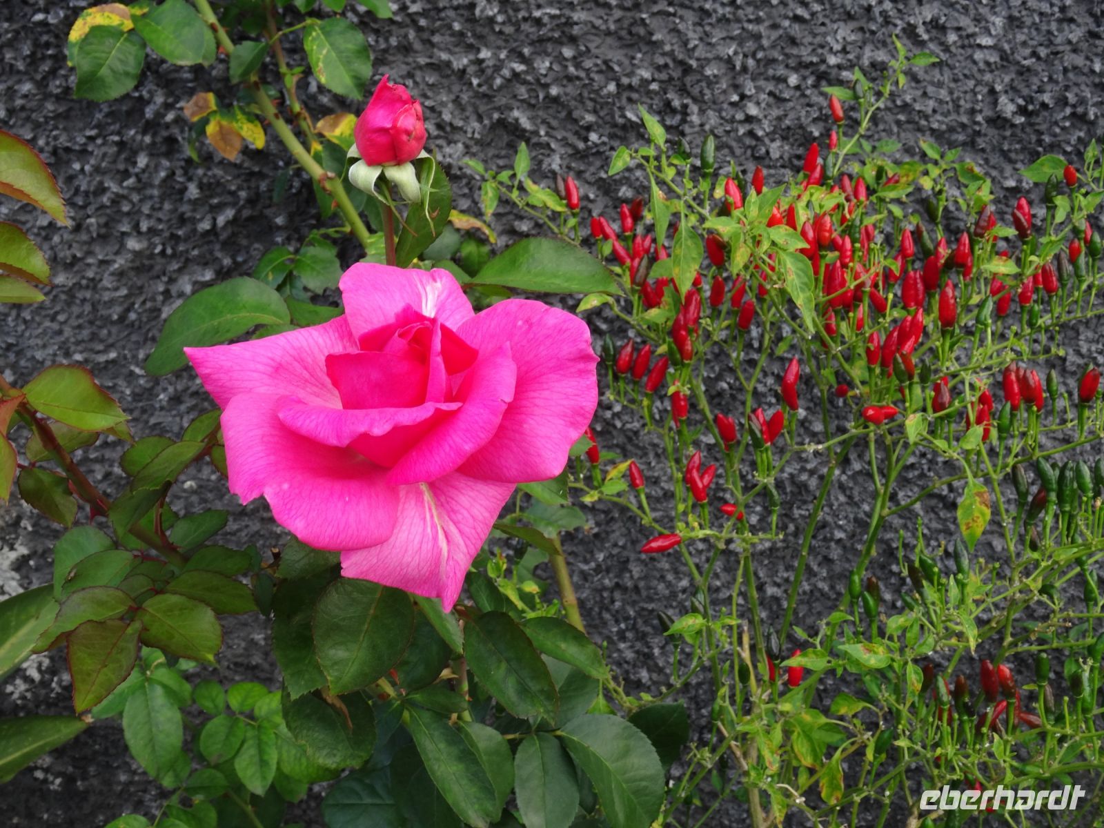 Einstieg in die Wanderung entlang der Levada von Maracos