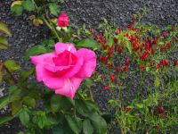 Einstieg in die Wanderung entlang der Levada von Maracos