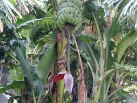 Levada-Wanderung - Bananenbaum