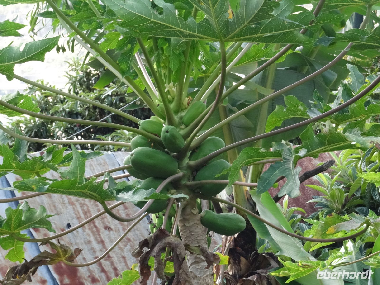 Levada-Wanderung - Papaya