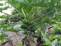 Levada-Wanderung - Papaya