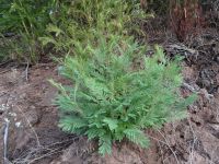 Levada-Wanderung:  empfindliche Mimose