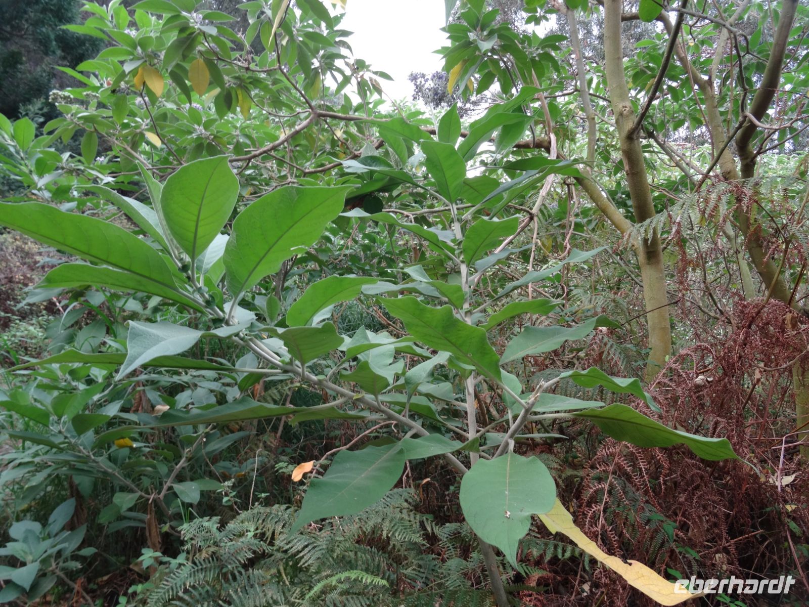 Levada-Wanderung: Dieselstrauch