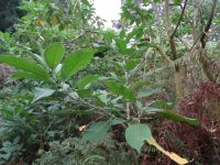 Levada-Wanderung: Dieselstrauch