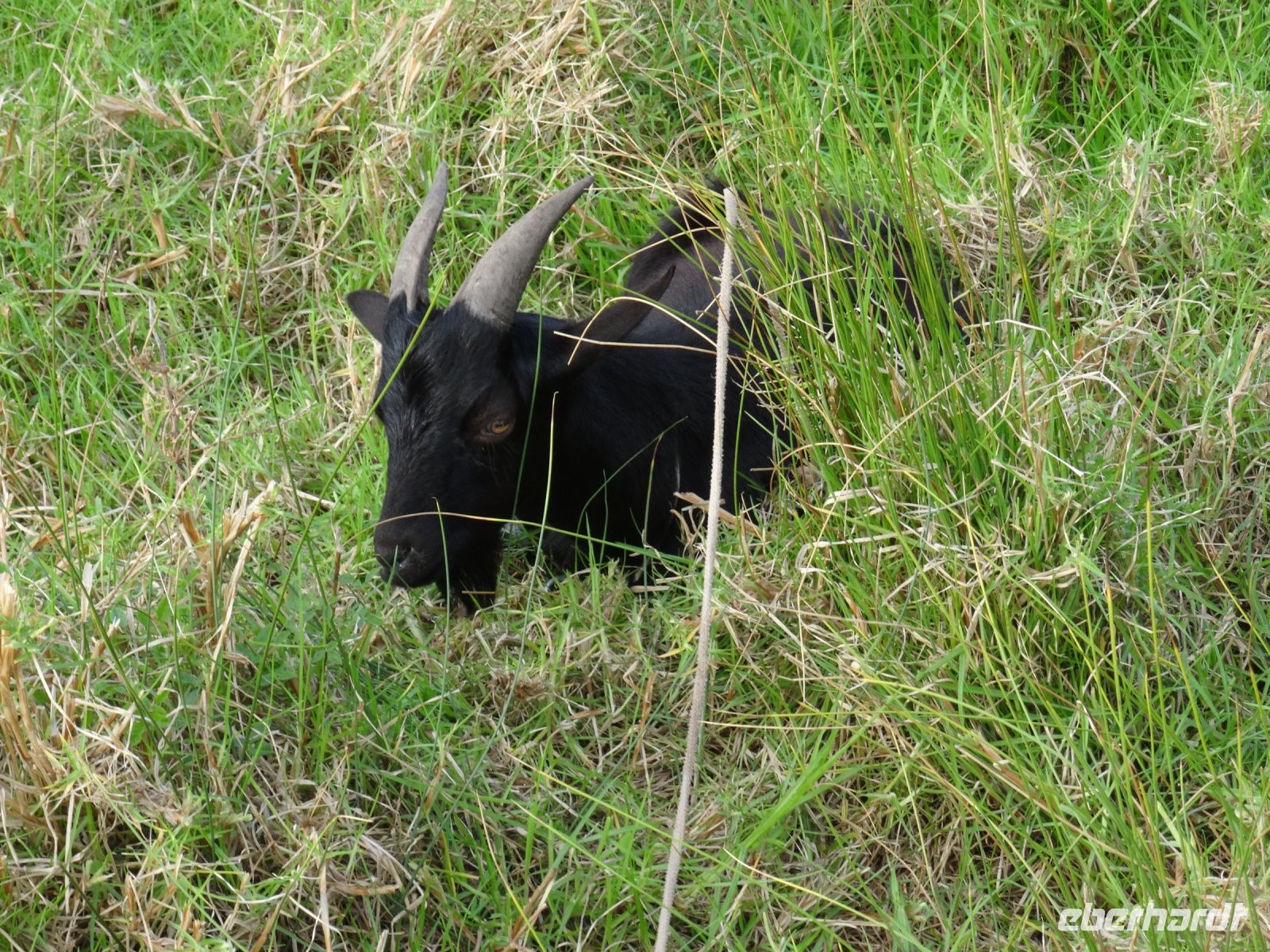 Levada-Wanderung: Anwohner