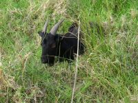 Levada-Wanderung: Anwohner