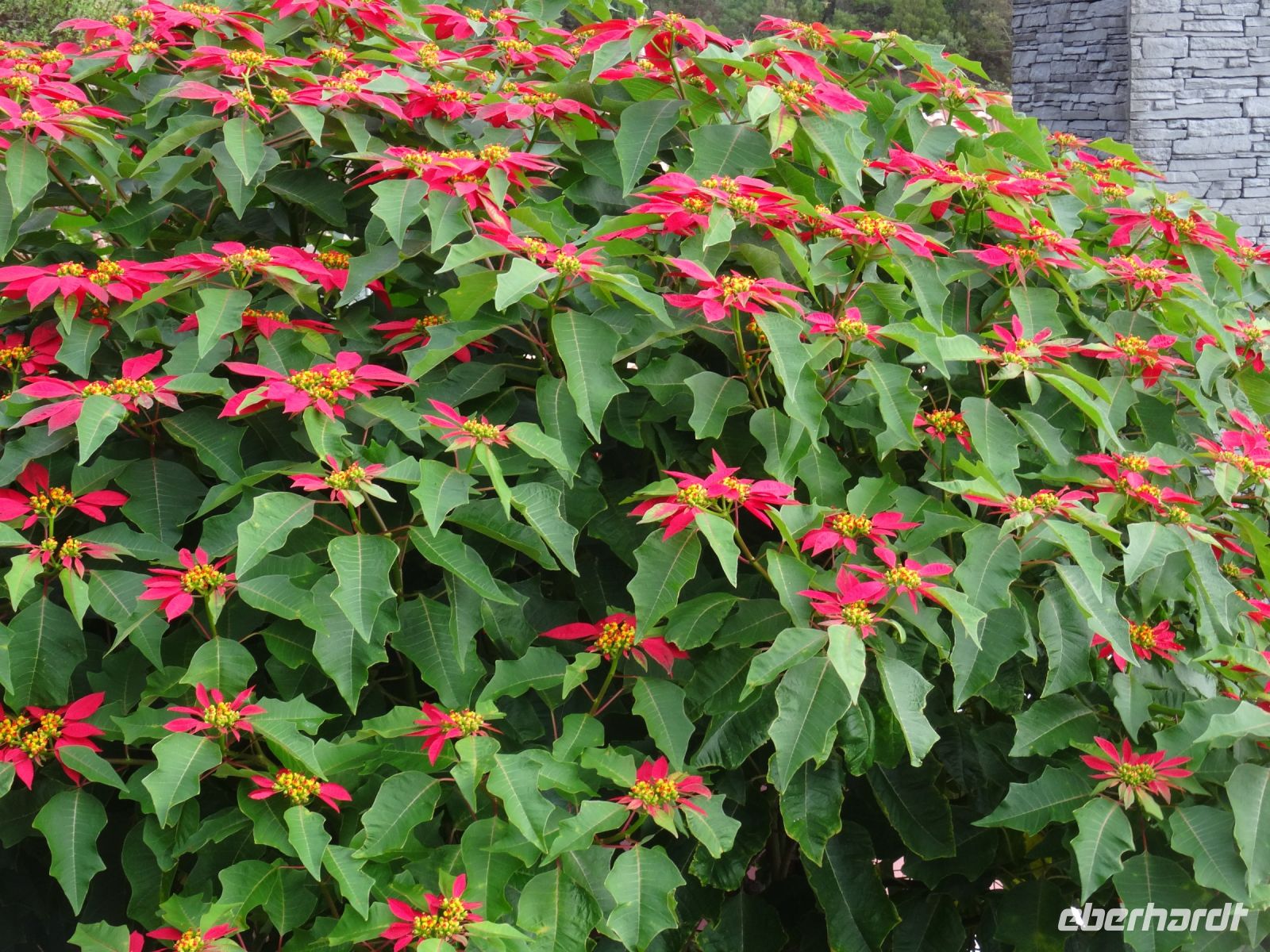 Levada-Wanderung: Weihnachtsterne