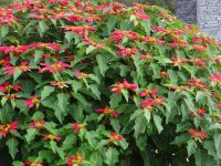 Levada-Wanderung: Weihnachtsterne