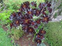 Quinta do Palheiro: Aeonium