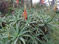 Quinta do Palheiro: Baum-Aloe