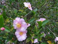 Quinta do Palheiro: Kamelienblüte