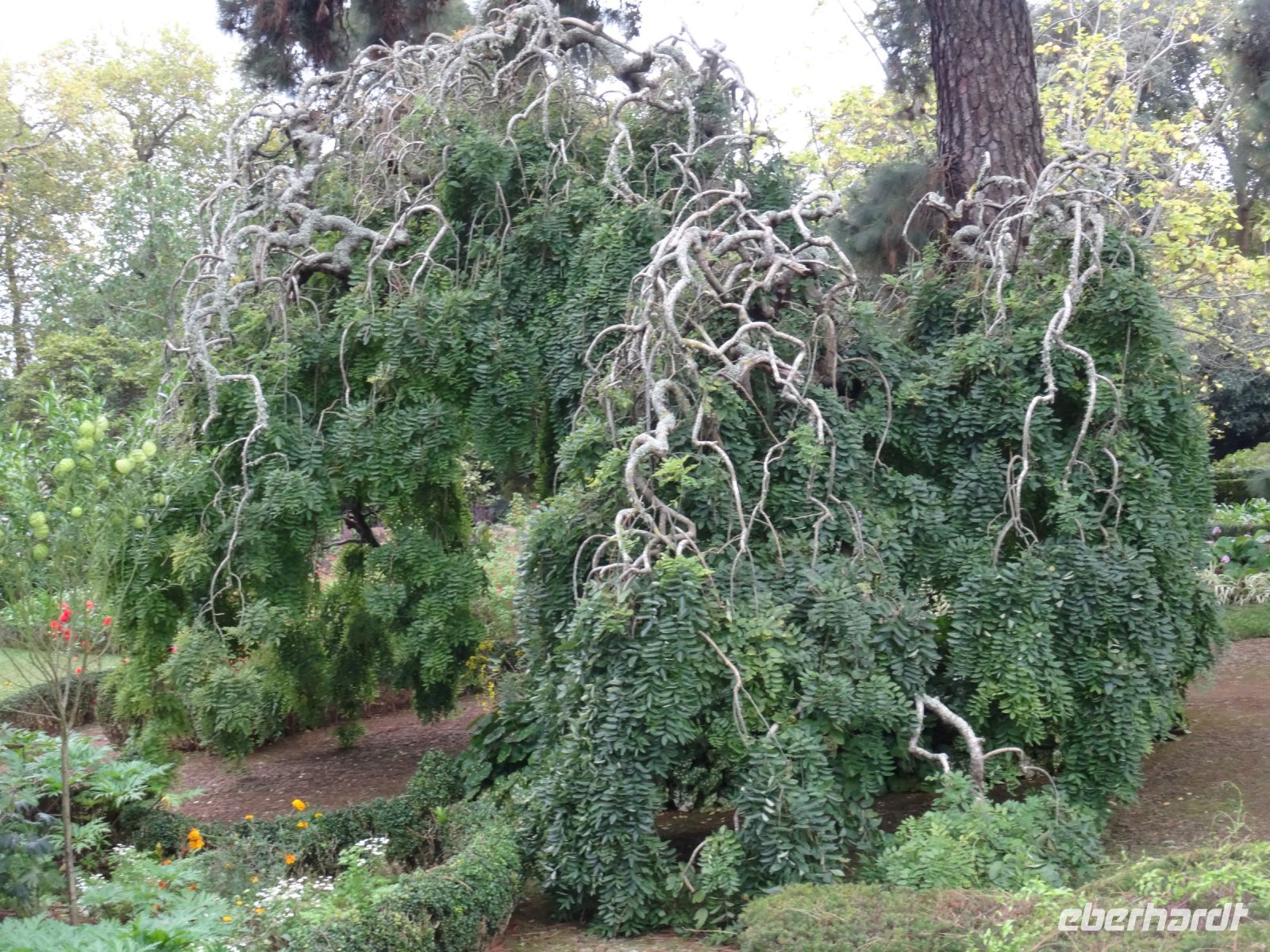 Quinta do Palheiro: japanischer Pagodenbaum