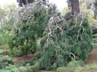 Quinta do Palheiro: japanischer Pagodenbaum